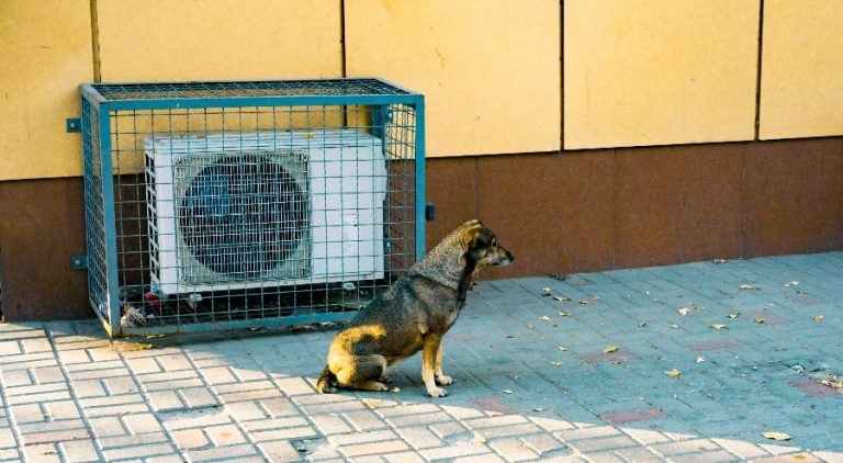 dog sitting outside next to air conditioning unit.